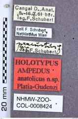 Etiketten zu Ampedus anatolicus (Platia & Gudenzi, 2002) (NHMW-ZOO-COL-0008424)